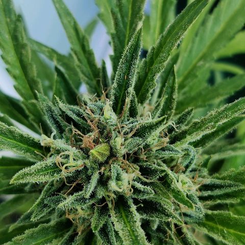 White Banana Auto  growlog timeline photo