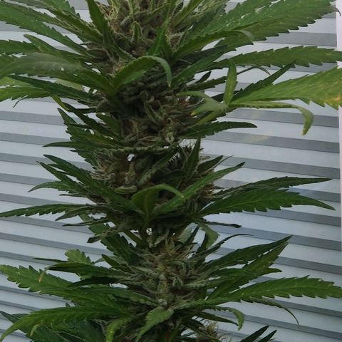 White Banana Auto  growlog timeline photo