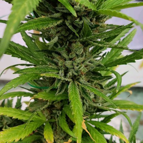 White Banana Auto  growlog timeline photo