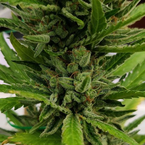 White Banana Auto  growlog timeline photo