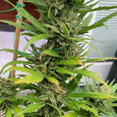 White Banana Auto  growlog timeline photo