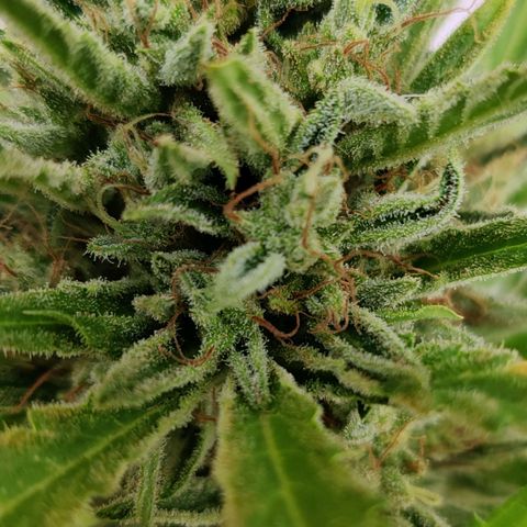 White Banana Auto  growlog timeline photo