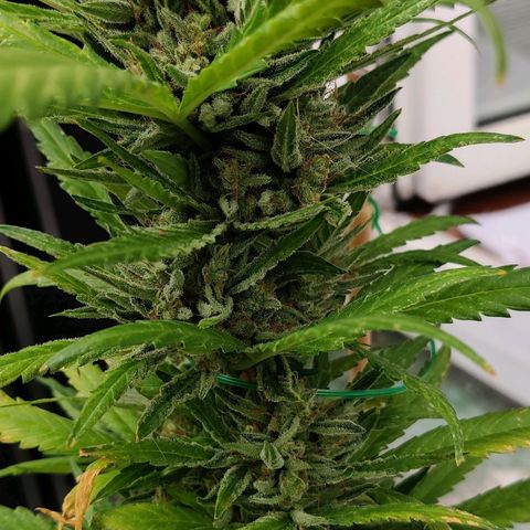 White Banana Auto  growlog timeline photo