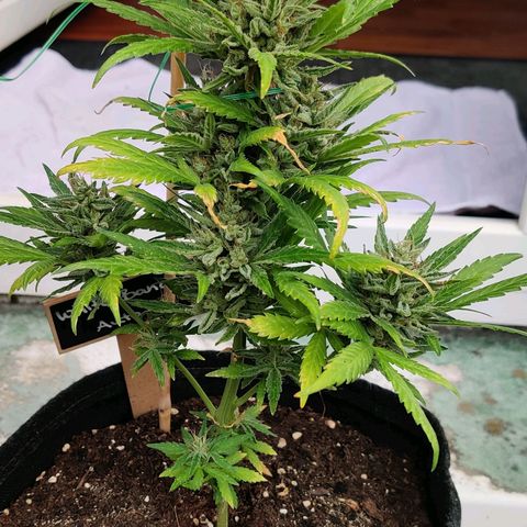 White Banana Auto  growlog timeline photo