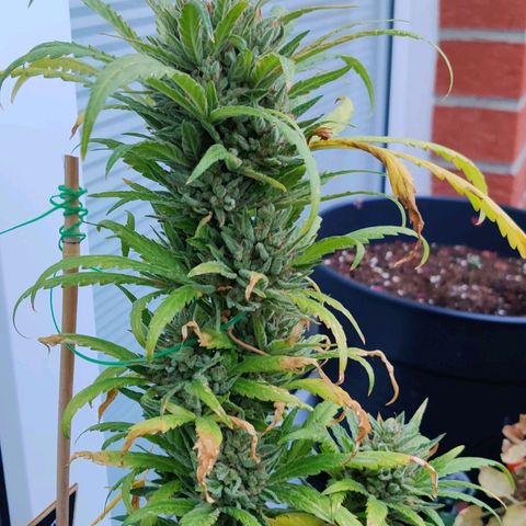 White Banana Auto  growlog timeline photo