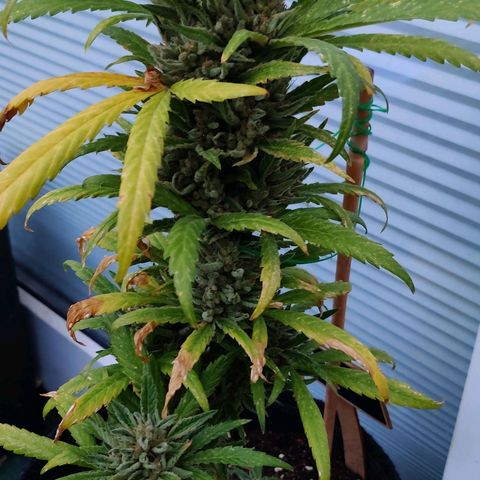 White Banana Auto  growlog timeline photo
