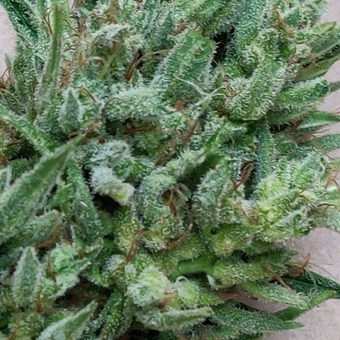 White Banana Auto  growlog timeline photo