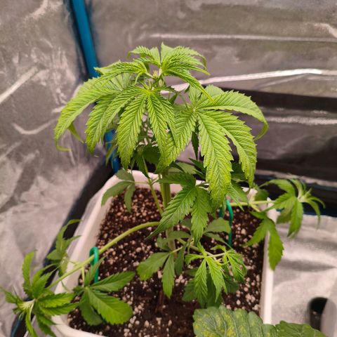 Lockdown Kush growlog timeline photo