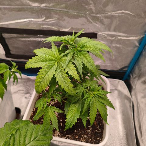 Lockdown Kush growlog timeline photo