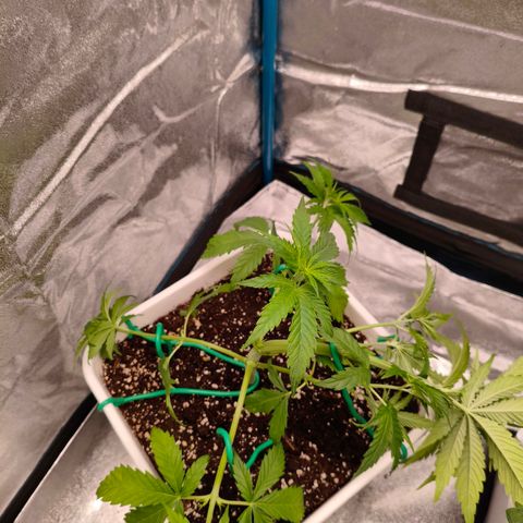 Lockdown Kush growlog timeline photo