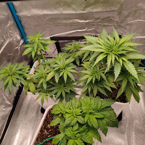 Lockdown Kush growlog timeline photo