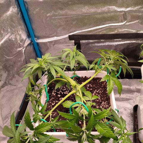 Lockdown Kush growlog timeline photo