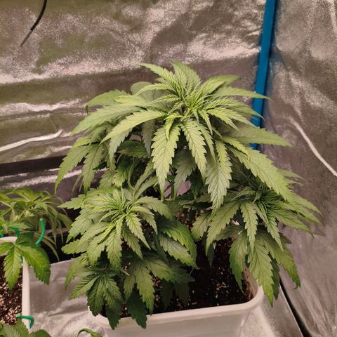 Lockdown Kush growlog timeline photo