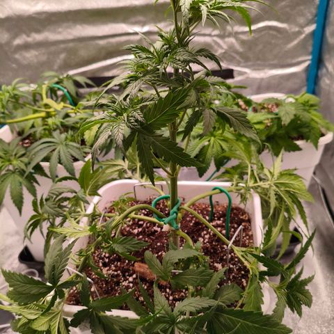 Lockdown Kush growlog timeline photo