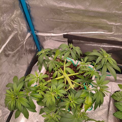 Lockdown Kush growlog timeline photo