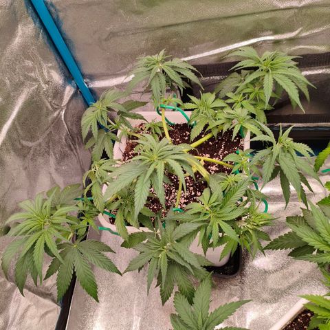 Lockdown Kush growlog timeline photo