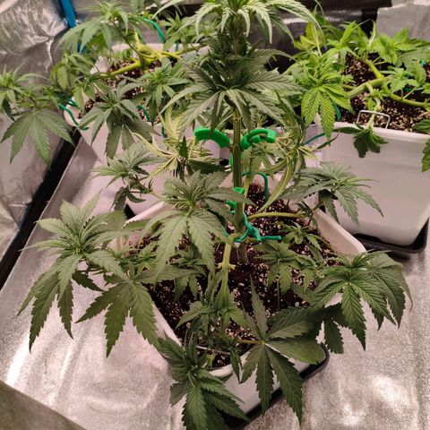Lockdown Kush growlog timeline photo