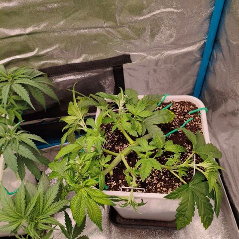 Critical Bilbo growlog timeline photo