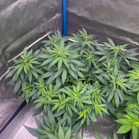 Lockdown Kush growlog timeline photo