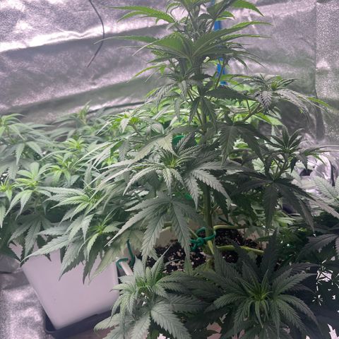 Lockdown Kush growlog timeline photo