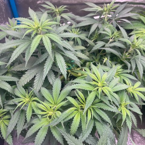 Lockdown Kush growlog timeline photo