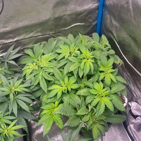 Lockdown Kush growlog timeline photo