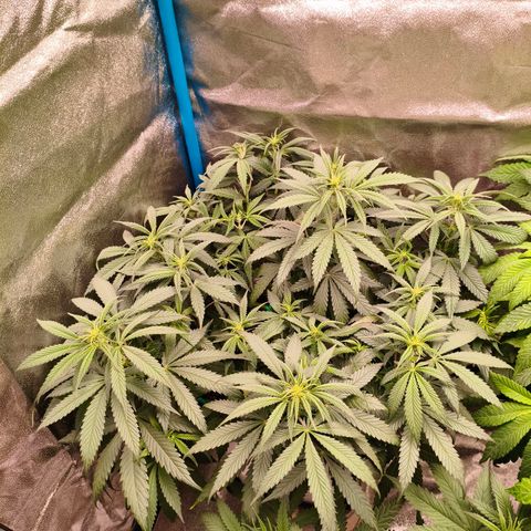 Lockdown Kush growlog timeline photo