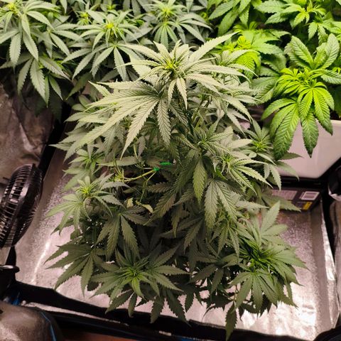 Lockdown Kush growlog timeline photo