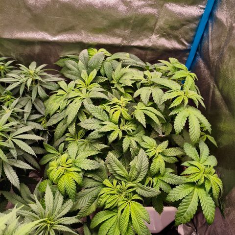 Critical Bilbo growlog timeline photo