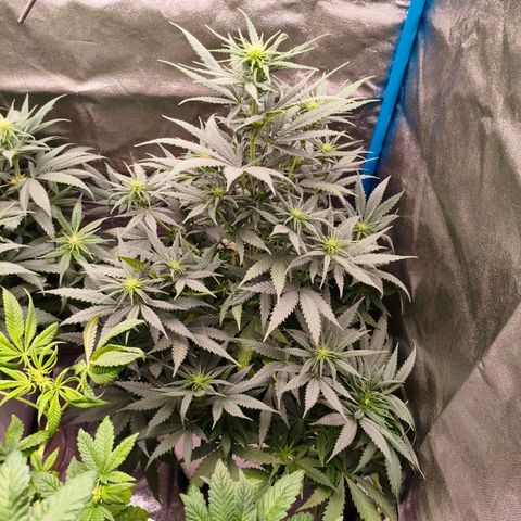 Lockdown Kush growlog timeline photo