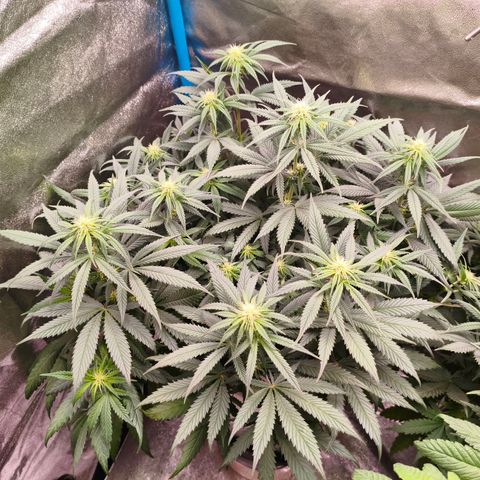 Lockdown Kush growlog timeline photo
