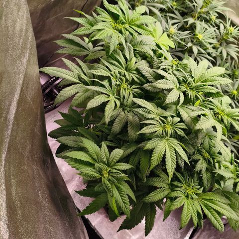 Critical Bilbo growlog timeline photo
