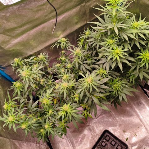 Lockdown Kush growlog timeline photo