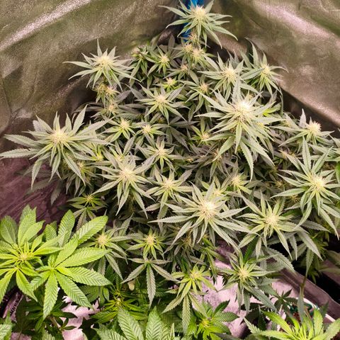 Lockdown Kush growlog timeline photo