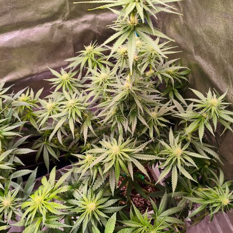 Lockdown Kush growlog timeline photo