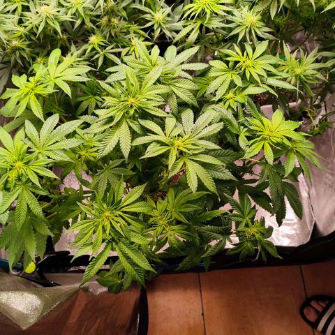 Critical Bilbo growlog timeline photo