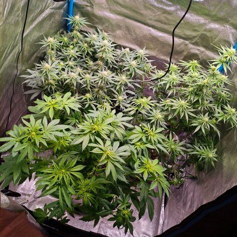 Lockdown Kush growlog timeline photo
