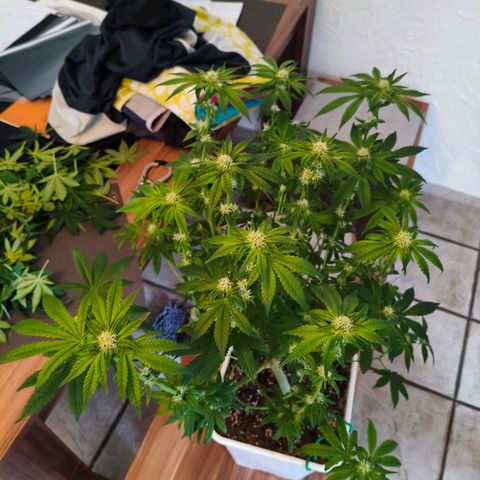 Critical Bilbo growlog photo: Nach dem Entlauben