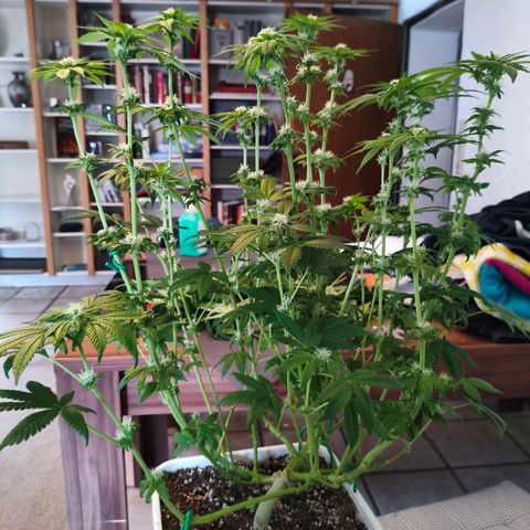 Critical Bilbo growlog photo: Nach dem Entlauben