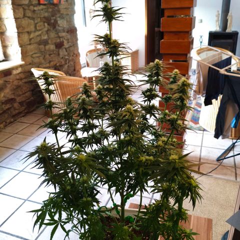 Lockdown Kush growlog photo: Nach dem Beschneiden