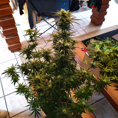 Lockdown Kush growlog photo: Nach dem Beschneiden