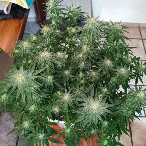 Lockdown Kush growlog photo: Nach dem Beschneiden
