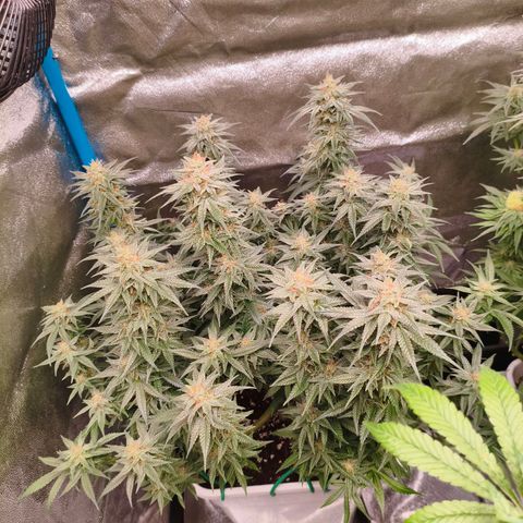 Lockdown Kush growlog timeline photo