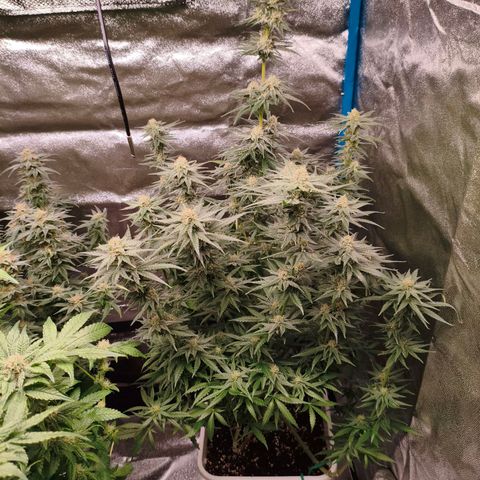 Lockdown Kush growlog timeline photo