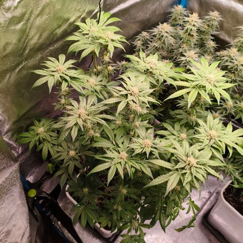Critical Bilbo growlog timeline photo