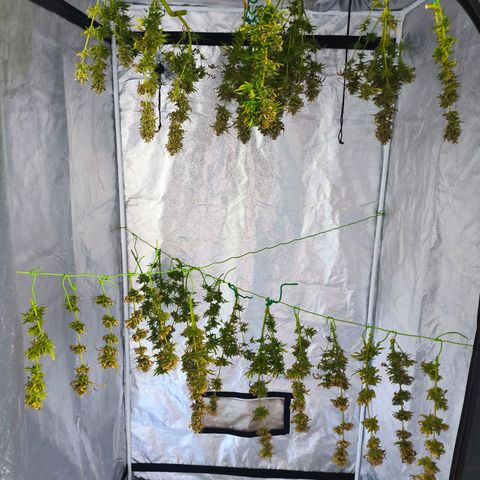 Lockdown Kush growlog timeline photo
