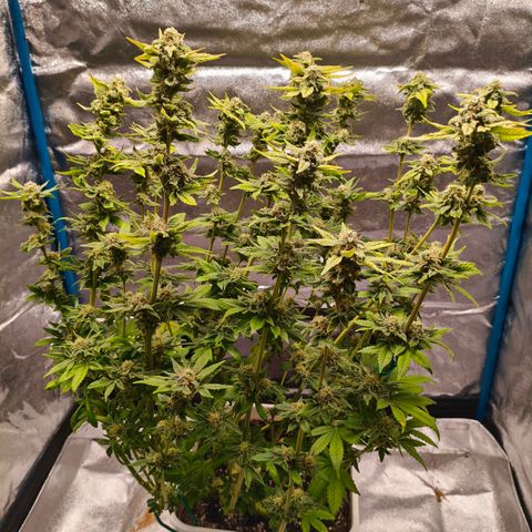 Critical Bilbo growlog timeline photo