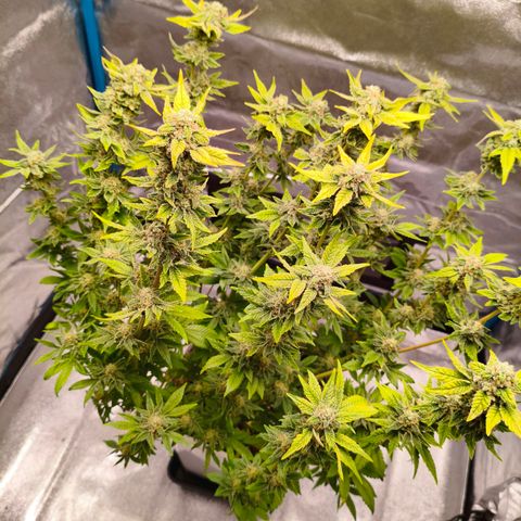 Critical Bilbo growlog timeline photo