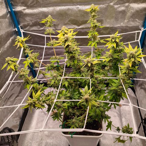 Critical Bilbo growlog timeline photo