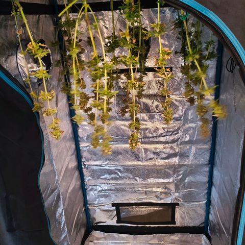 Critical Bilbo growlog timeline photo